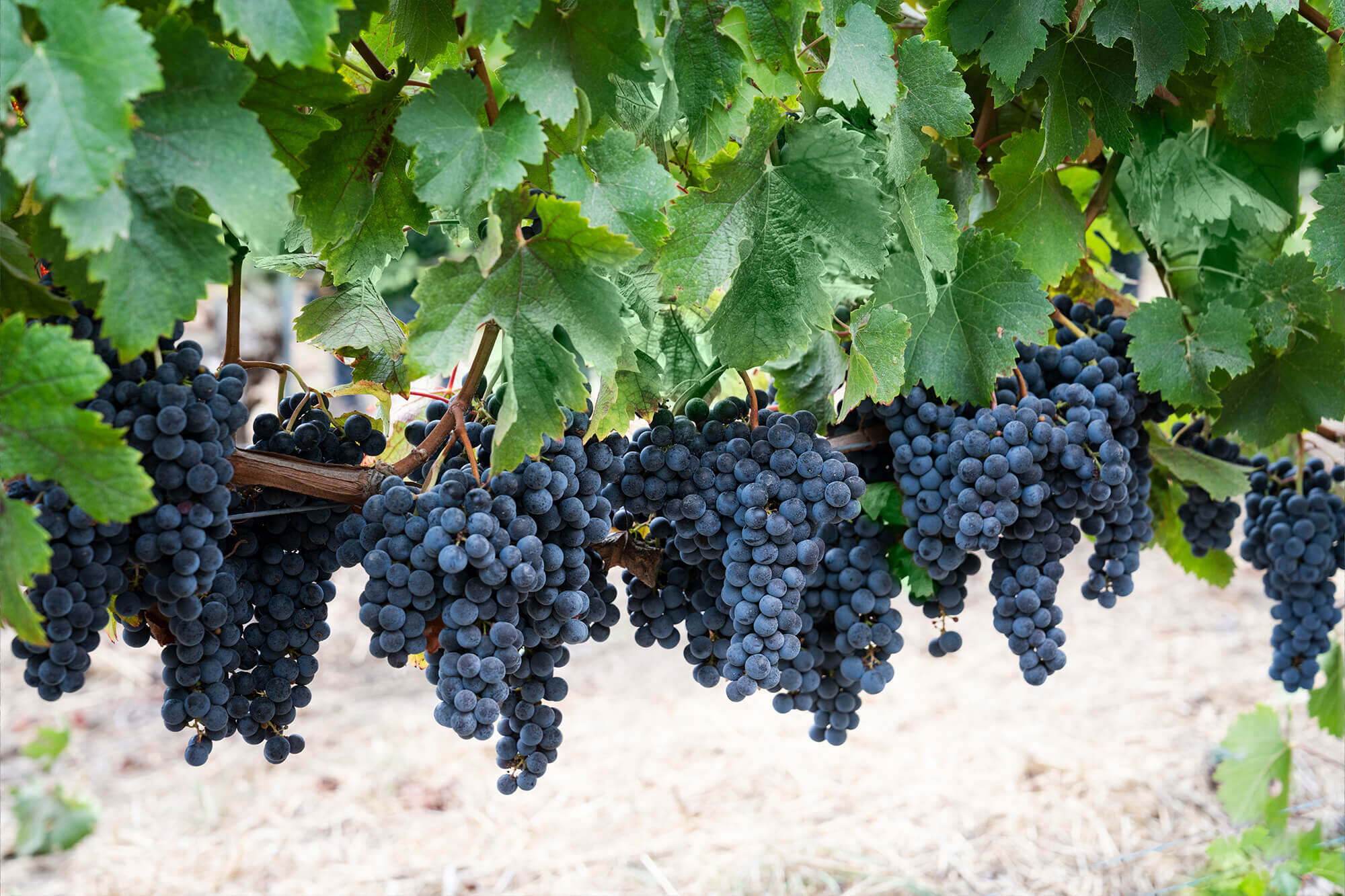 Multiple clusters of grapes on a vine