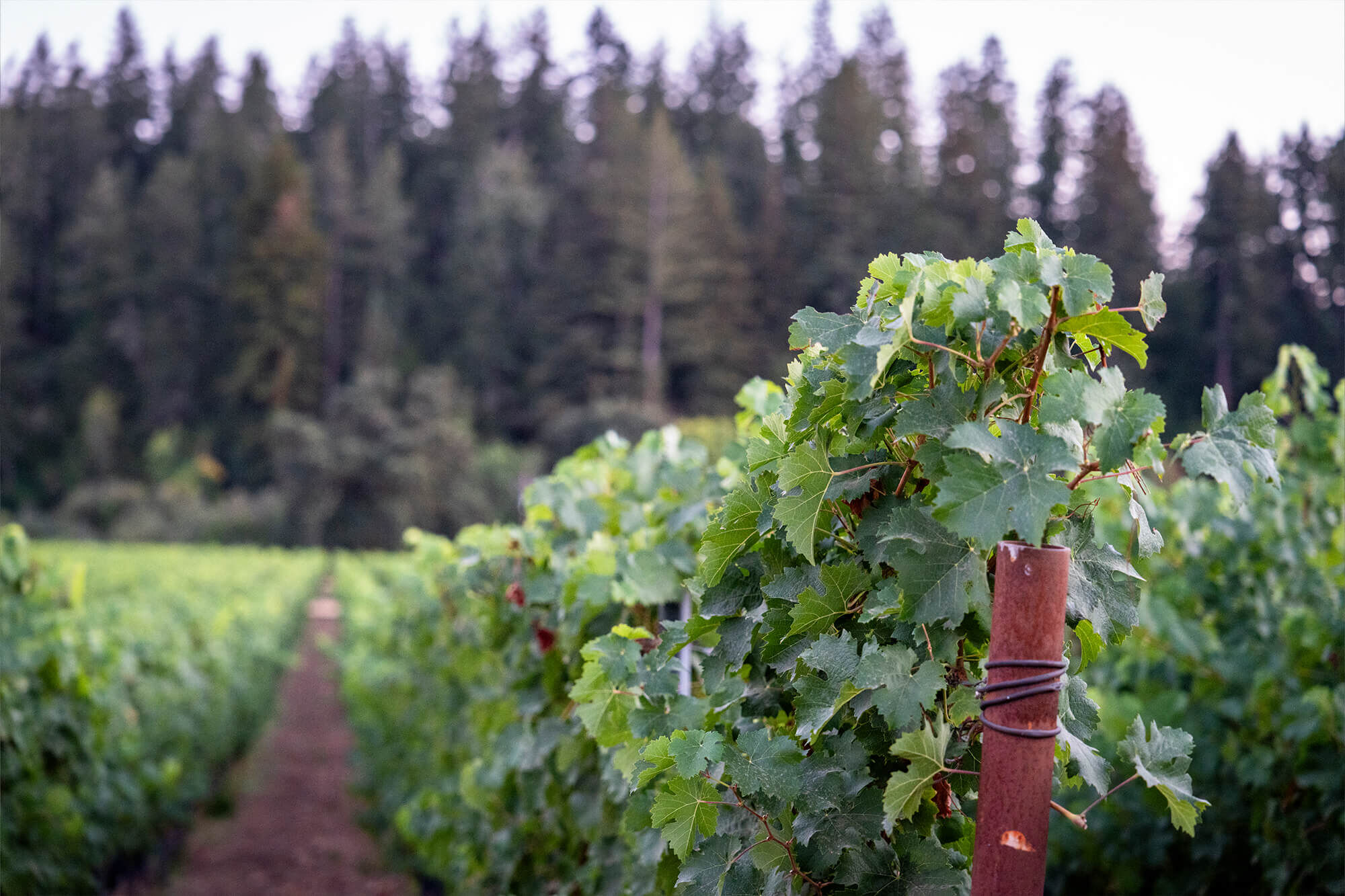 Vineyard row with trees in the background