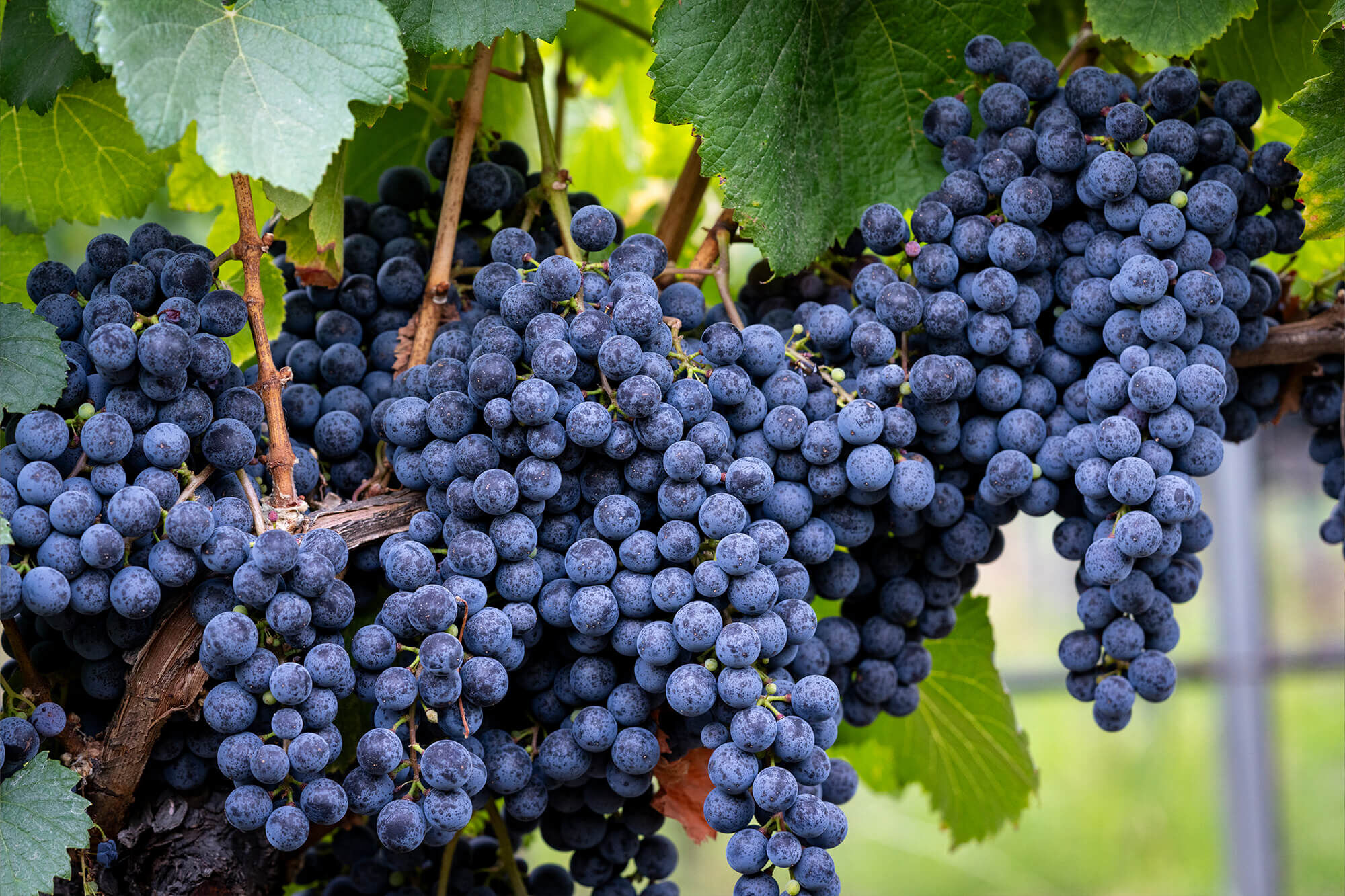 Grapes on a vine in a vineyard