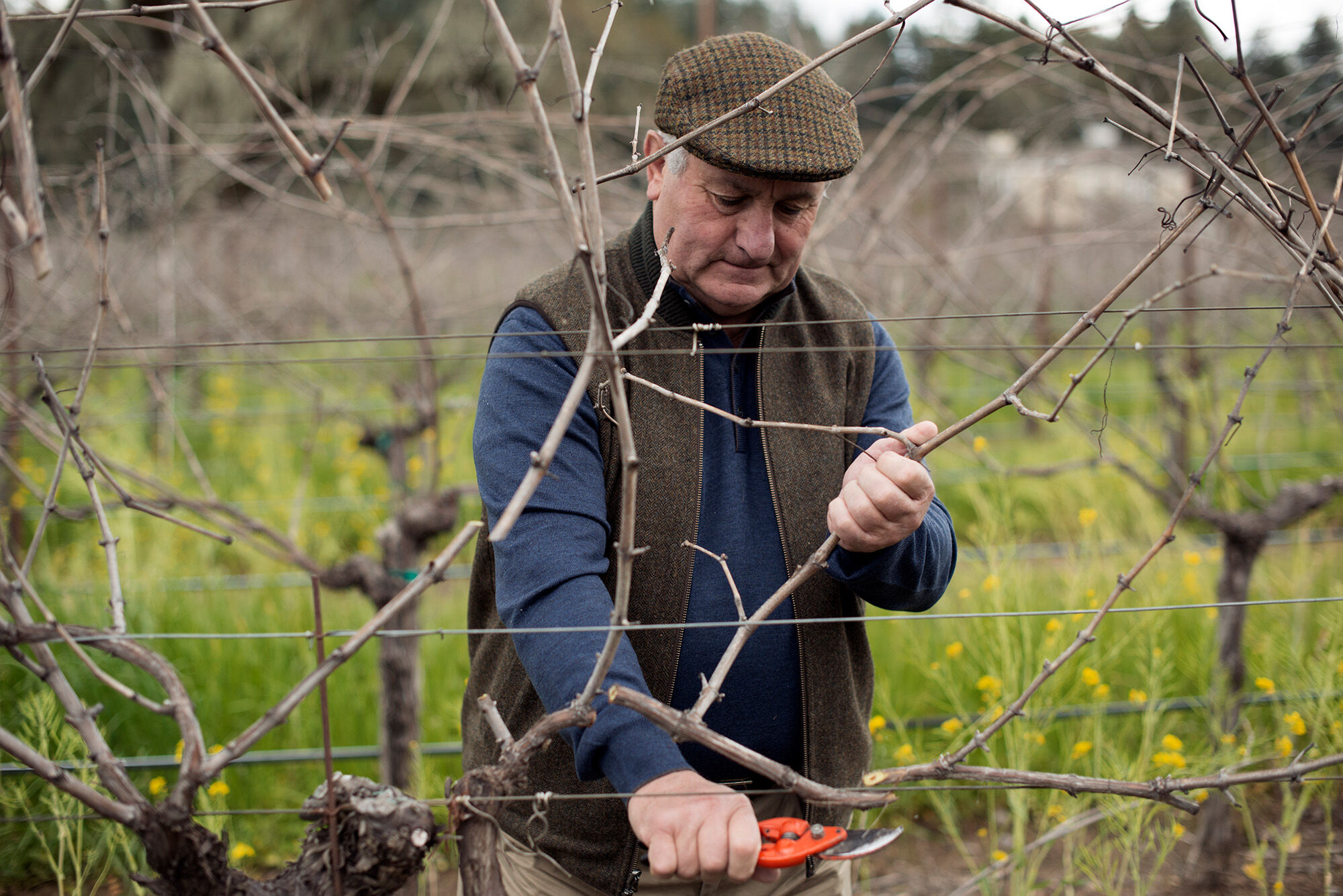 A man in a brown hat, dark blue shirt and brown vest pruning a vineyard vine and looking down.