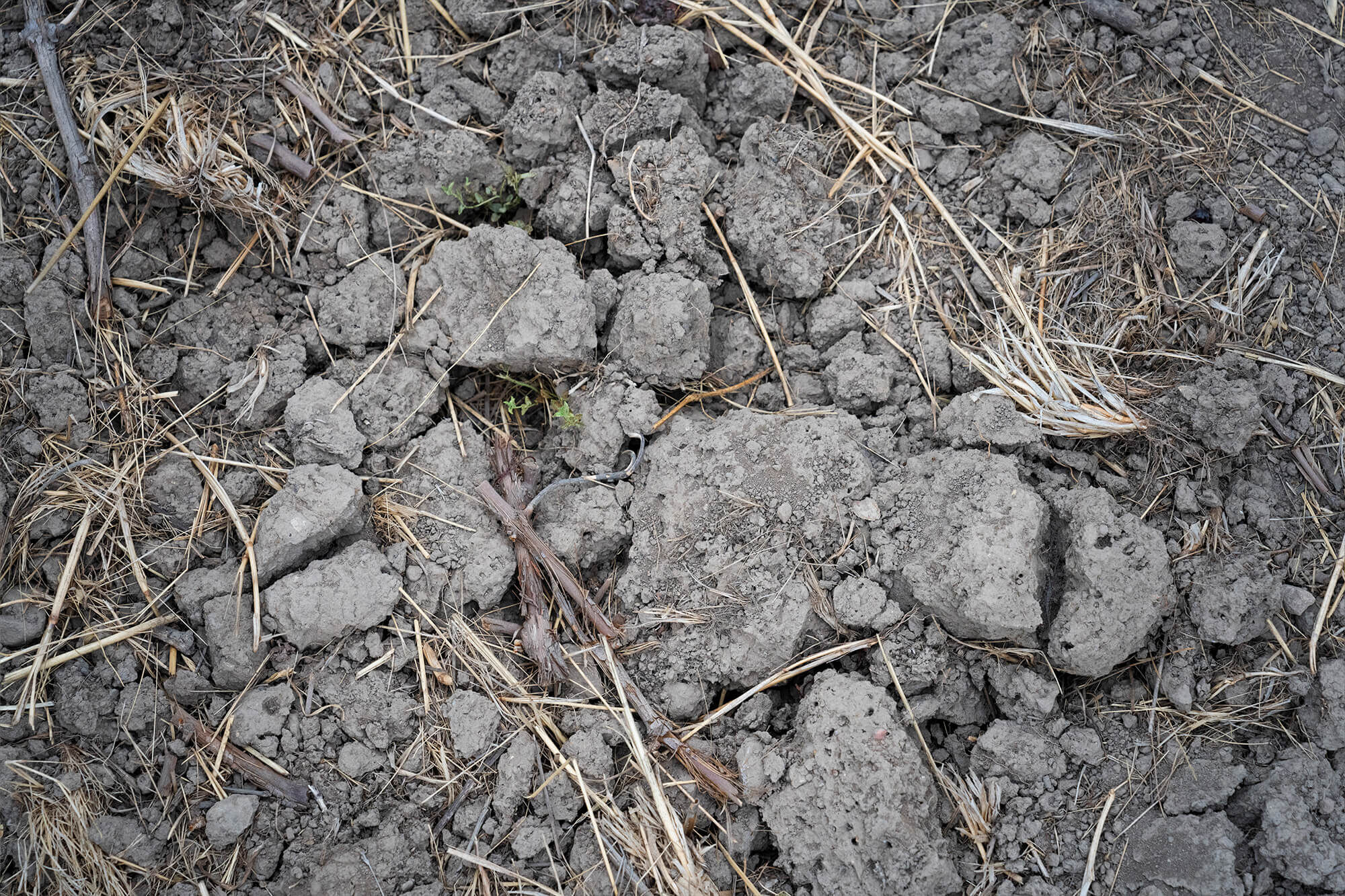 Closeup of vineyard soil with rocks