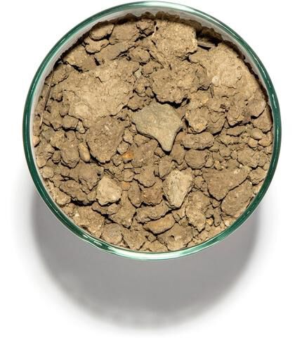 Soil in a cup from Jackson Park, Block 10 in Bennett Valley