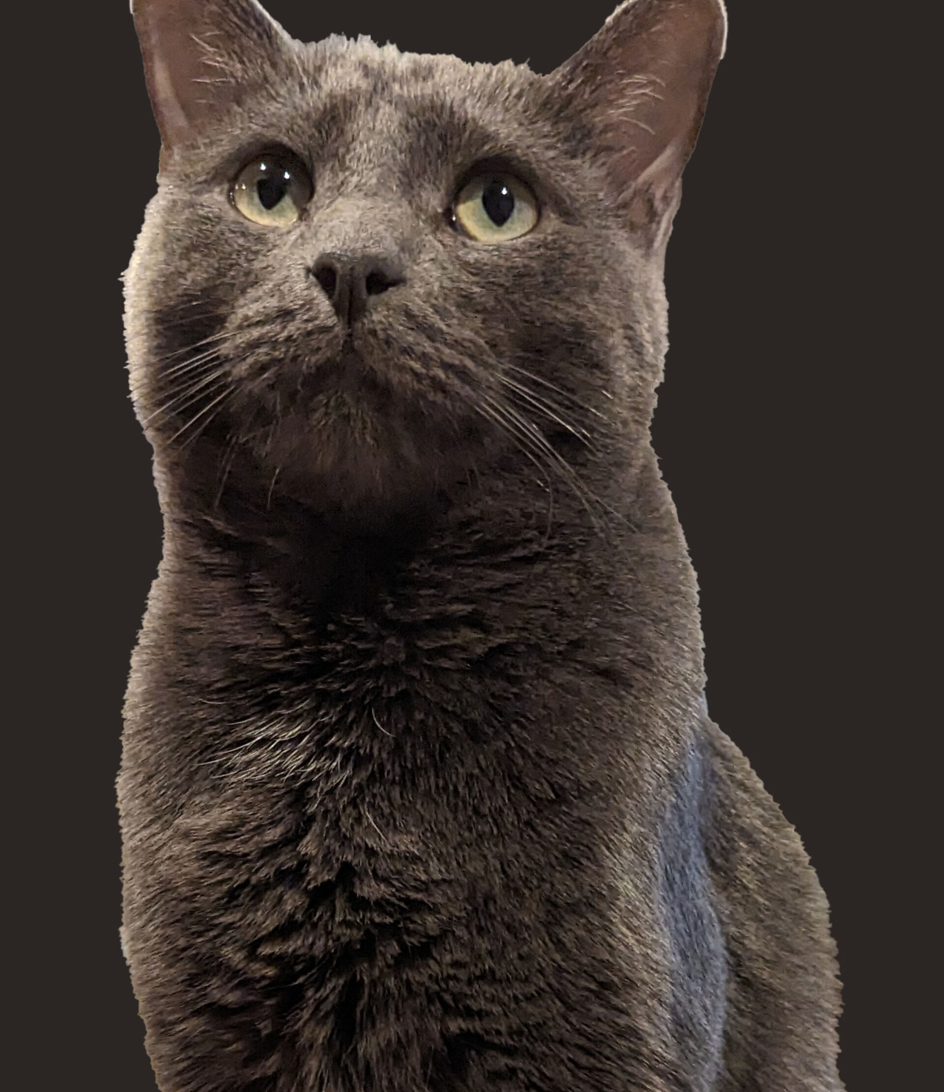 Kitty Treat Vineyard Pinot Noir